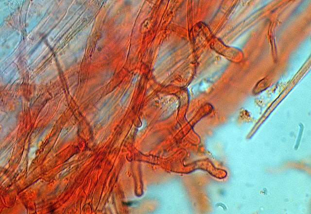 Camarophyllopsis atrovelutina  (Romagn.)  Argaud